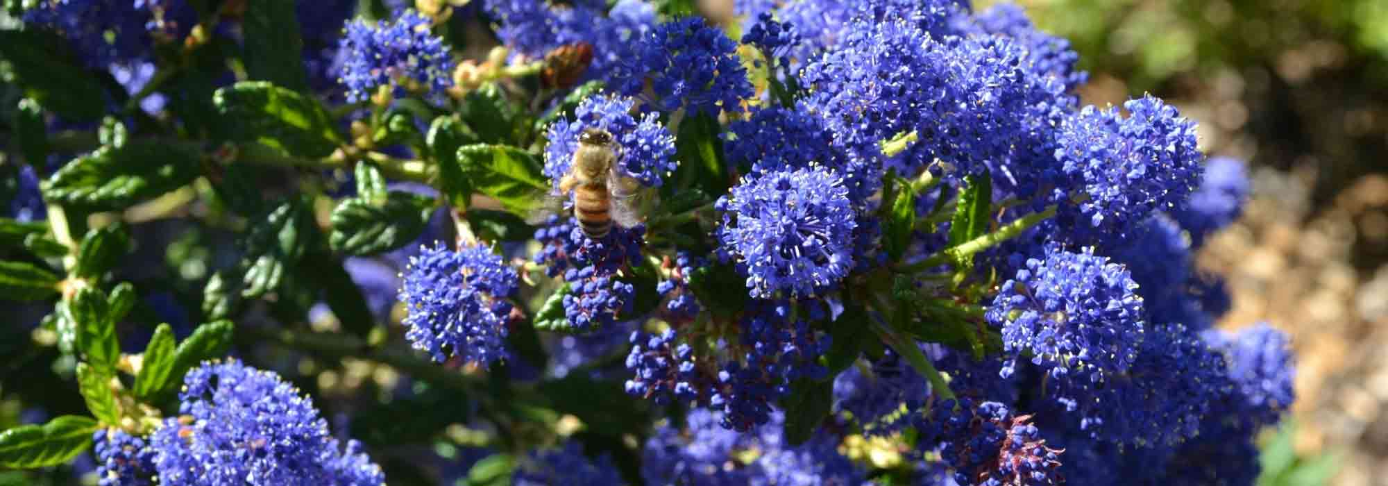 Evergreen Ceanothus: the best varieties to adopt in your garden