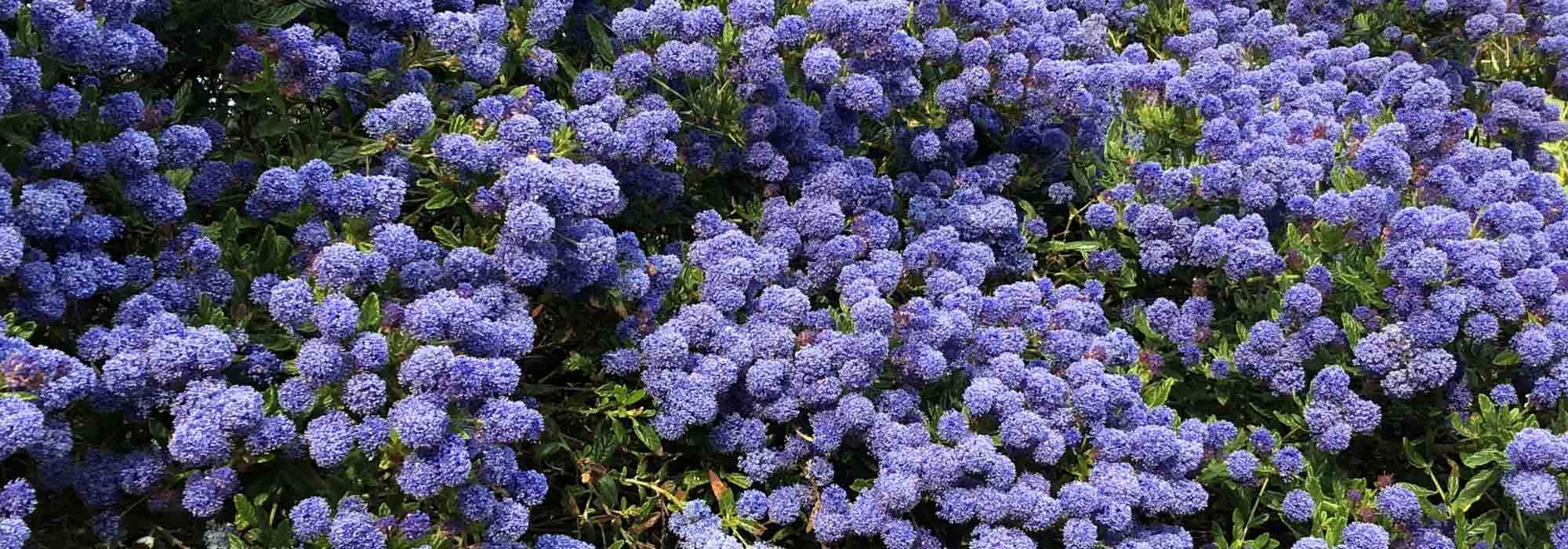 Diseases and pests of Ceanothus