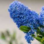 Blue Ceanothus: the most beautiful varieties