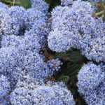 Creeping Ceanothus: The Best Varieties for Banks