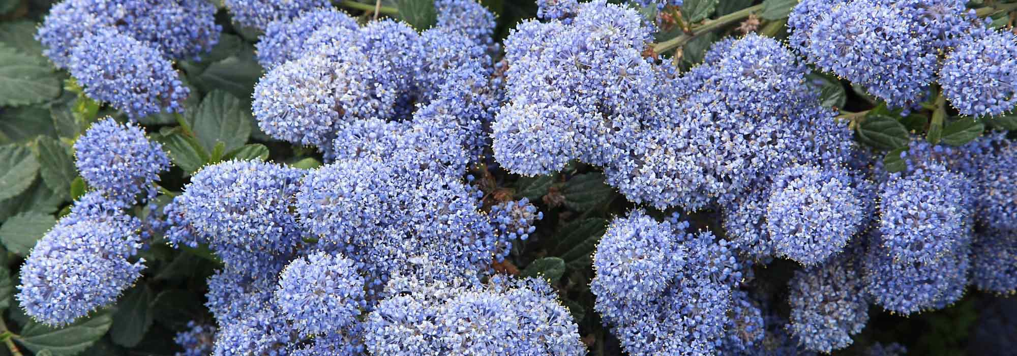 Creeping Ceanothus: The Best Varieties for Banks