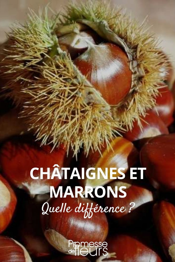 In the world of botany and gardening, distinguishing between similar terms is crucial for understanding and communication. Today, we're exploring the difference between "châtaigne" and "marron," two terms often used interchangeably but which refer to distinct entities in the plant kingdom.

The term "châtaigne" refers to the fruit of the sweet chestnut tree, scientifically known as *Castanea sativa*. These are the true chestnuts, primarily used in cooking and baking. Each chestnut is encased in a spiky husk, which splits open when the fruit is ripe. Typically, these husks contain two to three chestnuts, making them a bountiful harvest.

On the other hand, "marron" is a term that can cause some confusion. In a botanical sense, "marron" refers to a variety of chestnut that is larger and typically contains only one seed per husk. These are often considered more desirable due to their size and are frequently sold as "marrons" in commerce, especially in luxury food items like marron glacé.

Understanding these differences not only enriches your gardening knowledge but also enhances your culinary experiences, allowing you to choose the right type of chestnut for your recipes or gardening projects. Whether you're roasting them on an open fire or planting a chestnut tree in your garden, knowing these distinctions can lead to better outcomes and more enjoyable experiences.
