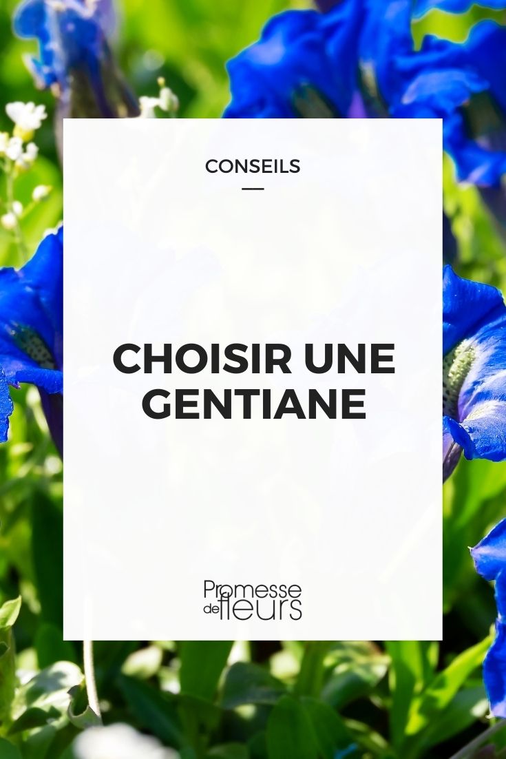 Choose Gentian