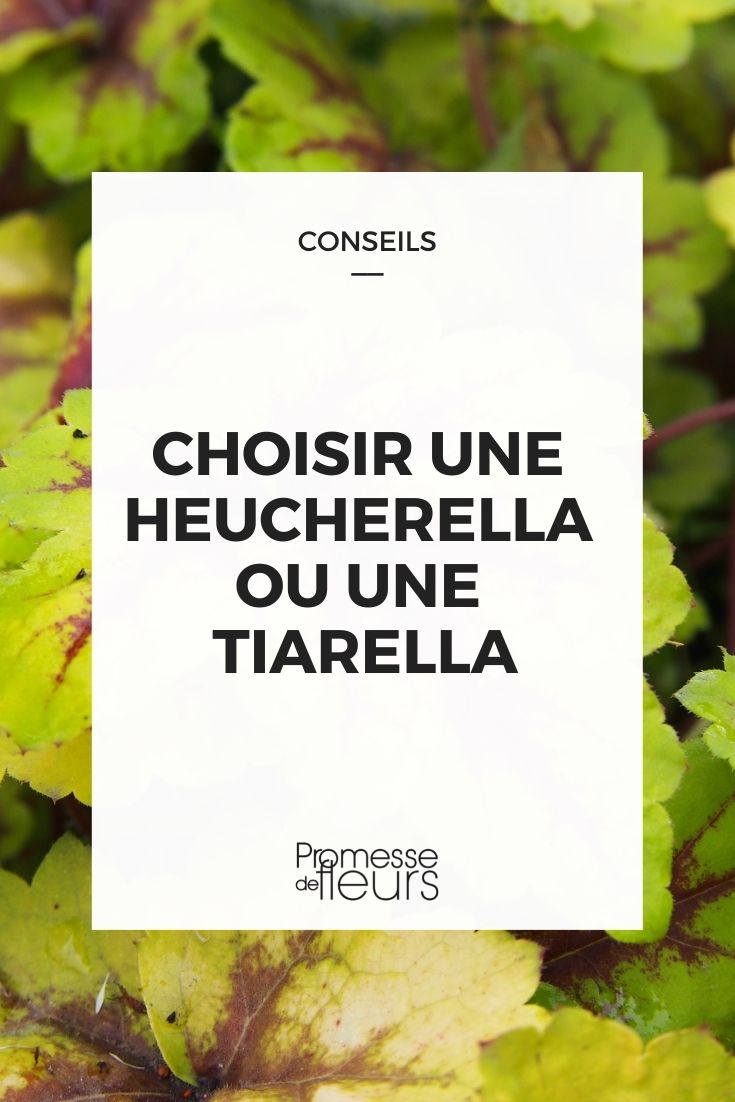 Choose Heucherella Tiarella