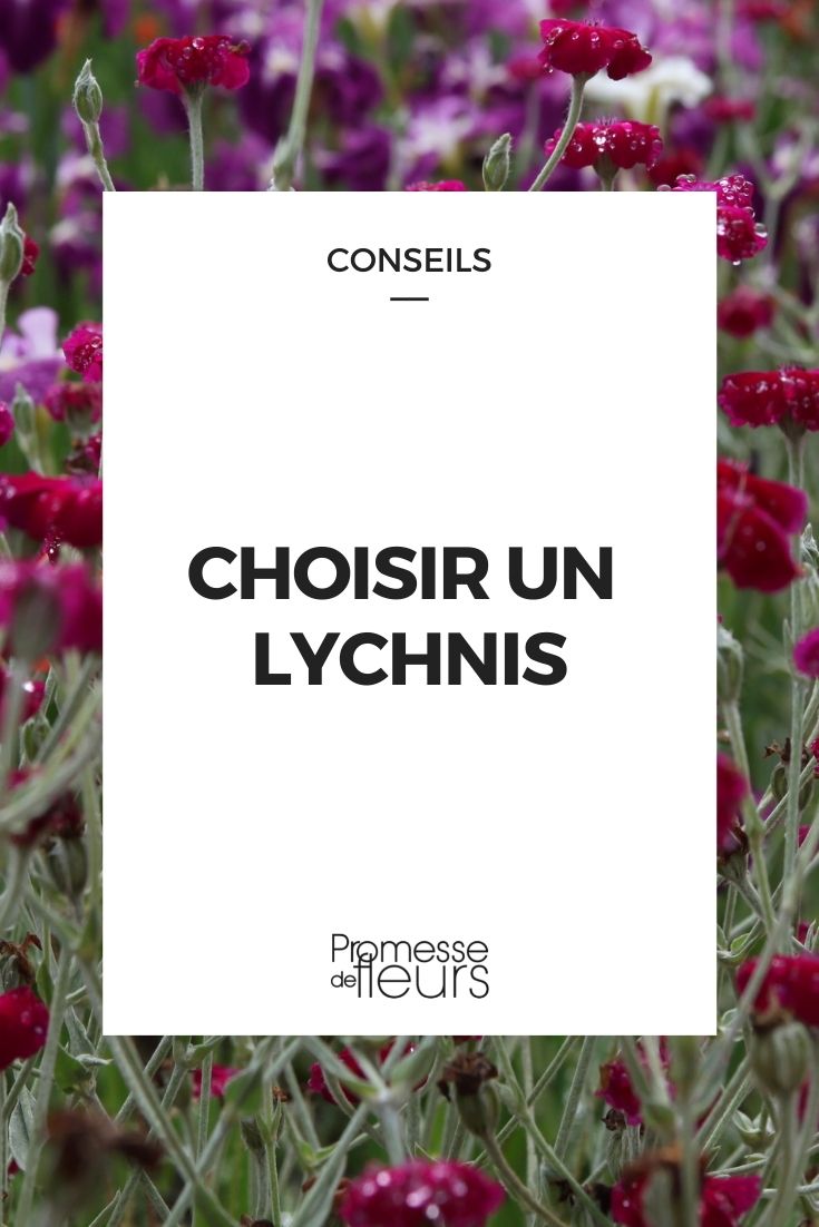 Choose {glossary:Lychnis}