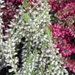 How to choose a heather?
