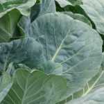 Cabbage diseases and pests