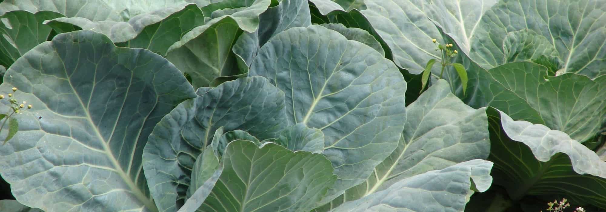 Cabbage diseases and pests