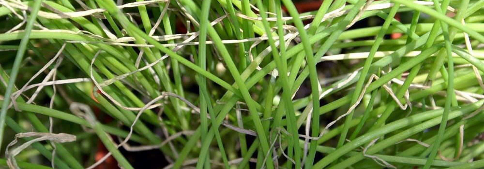Spring Onion: Sowing, Growing and Harvesting