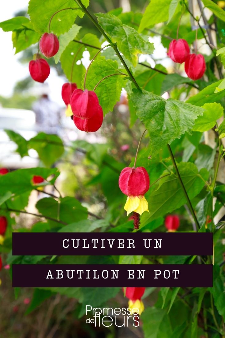 Growing Abutilon in Pots
