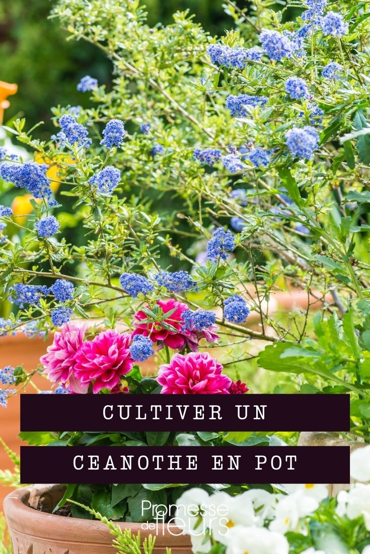 Growing Ceanothus in Containers