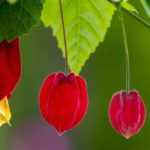 Growing an abutilon in a pot