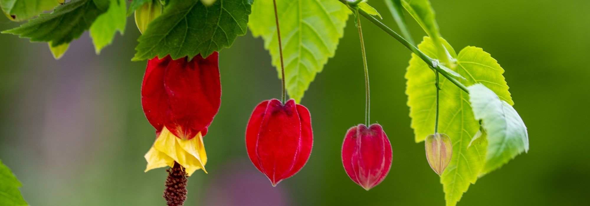 Growing an abutilon in a pot
