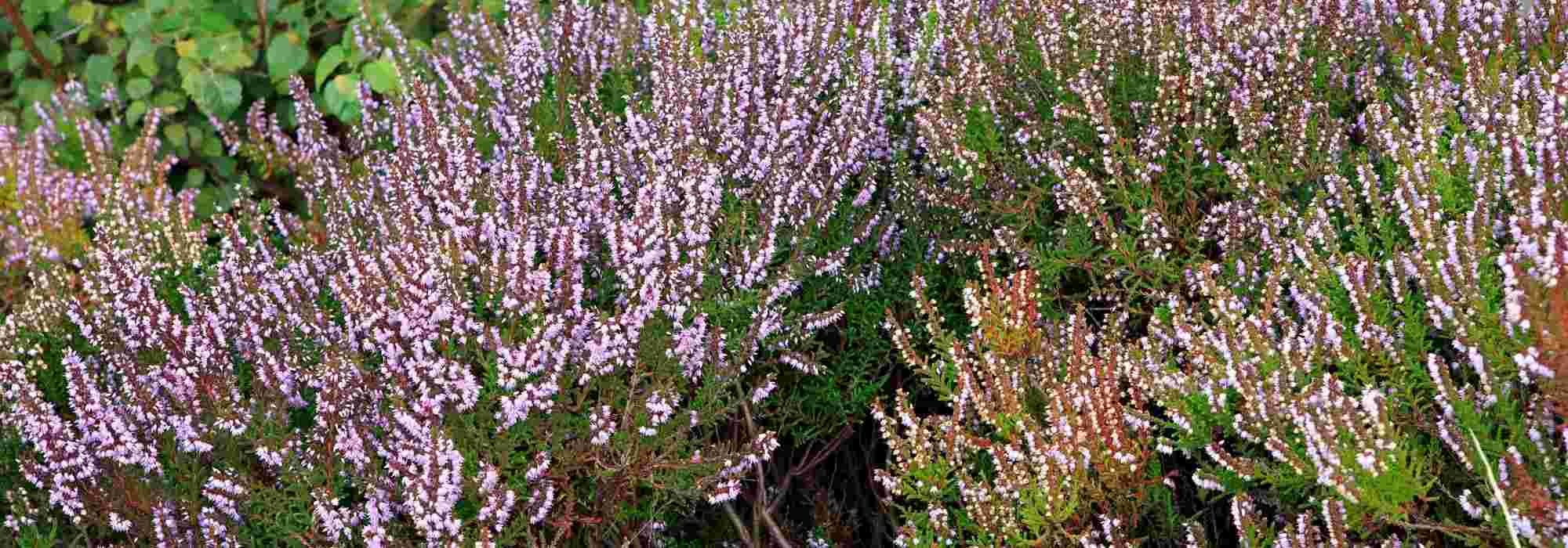 How to grow a heather shrub?