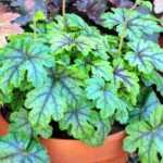 Growing a heuchera in a pot