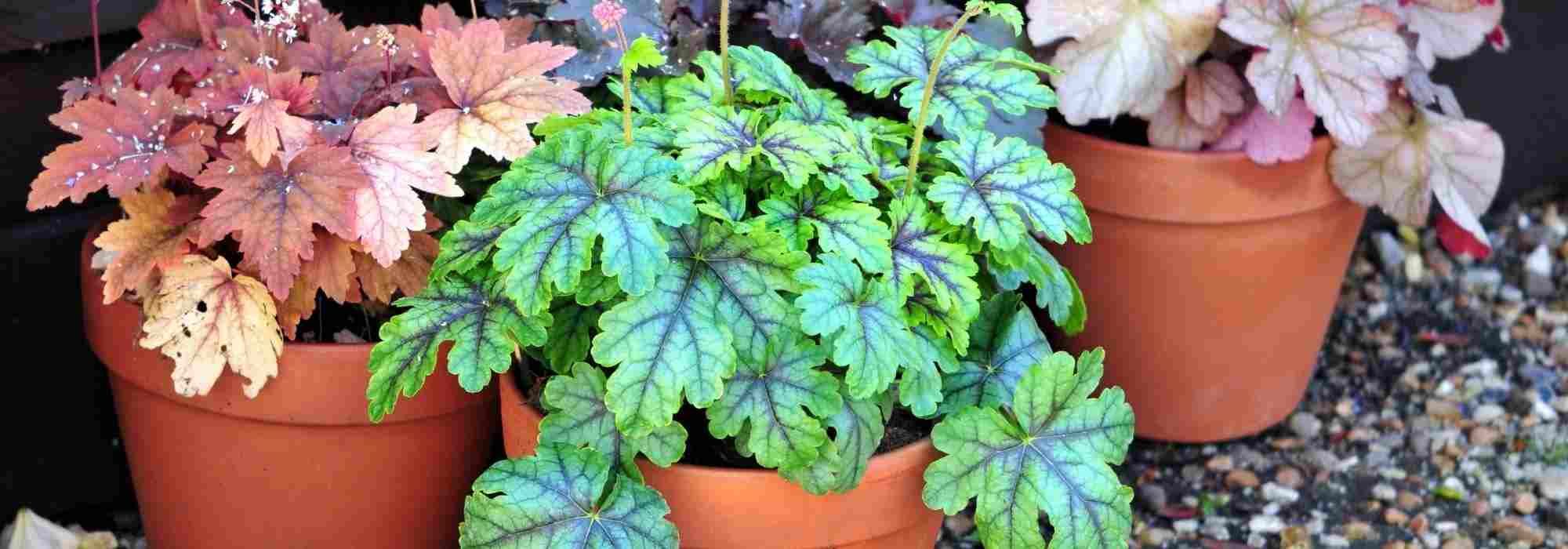 Growing a heuchera in a pot