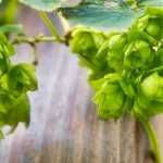 How to grow hops?