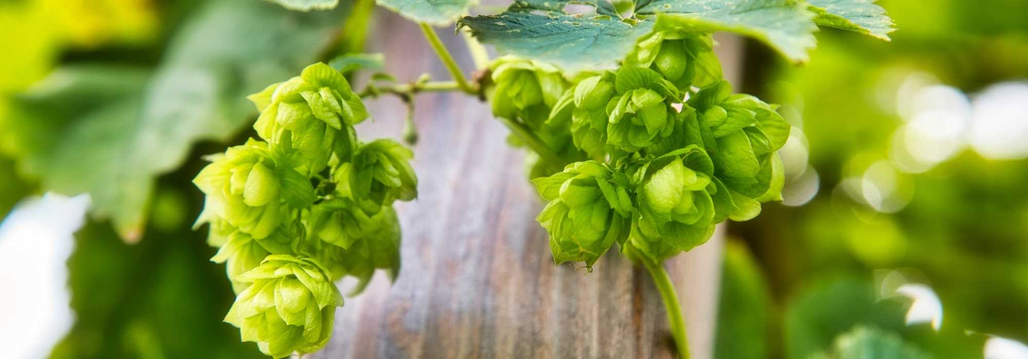 How to grow hops?