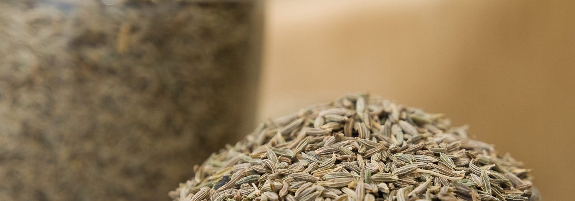 Cumin: sowing, growing and harvest