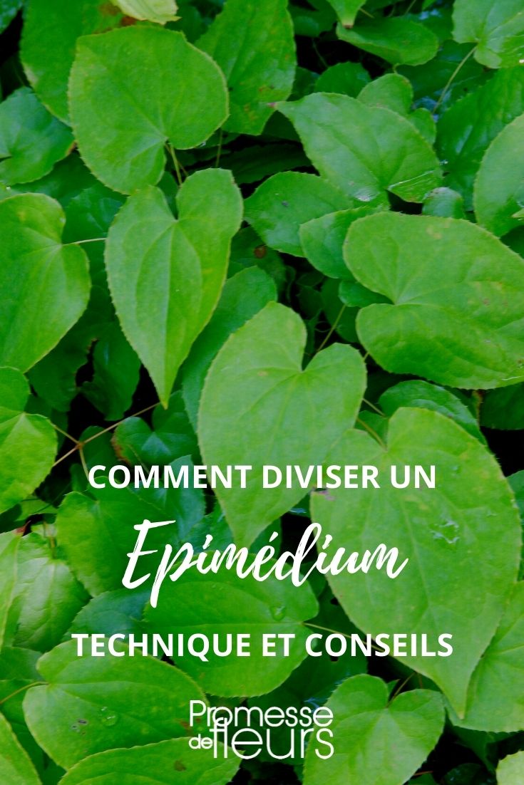 Dividing Epimediums

Epimediums, commonly known as "spikes," are a popular choice among gardeners for their durability and charming flowers. To propagate these plants and rejuvenate older clumps, division is an effective method. Here’s a step-by-step guide on how to divide Epimediums:

1. **Choose the Right Time**: The best time to divide Epimediums is in early spring or late summer. This timing allows the plants to establish themselves before the extremes of winter or summer.

2. **Prepare the Area**: Before you start, prepare the new planting area or pot with well-draining soil enriched with organic matter.

3. **Dig Up the Plant**: Carefully dig around the clump of the Epimedium, ensuring you go wide enough to avoid damaging the root system. Lift the clump out of the ground with a garden fork.

4. **Divide the Clump**: Using a sharp knife or spade, divide the clump into smaller sections. Each section should have a good amount of roots and several shoots.

5. **Replant Immediately**: Plant the divisions immediately to prevent the roots from drying out. Space them according to the mature size of the species, generally about 30 cm apart.

6. **Water Generously**: After planting, water the divisions thoroughly to help establish them. Continue to provide water regularly until they are well established.

By following these steps, you can successfully propagate your Epimediums and enjoy an even more vibrant garden display.