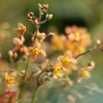 Dividing an epimedium