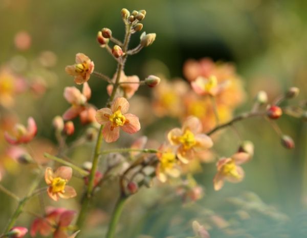 Dividing an epimedium