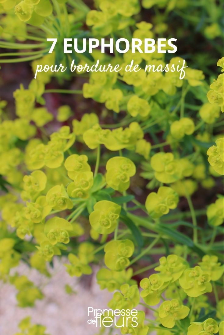 Euphorbias for Border Plantings