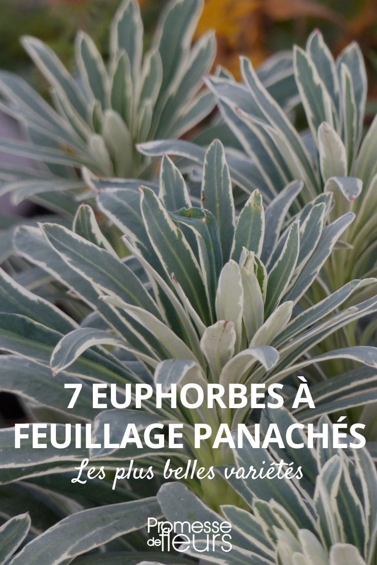 Variegated Euphorbias: The Most Beautiful Varieties