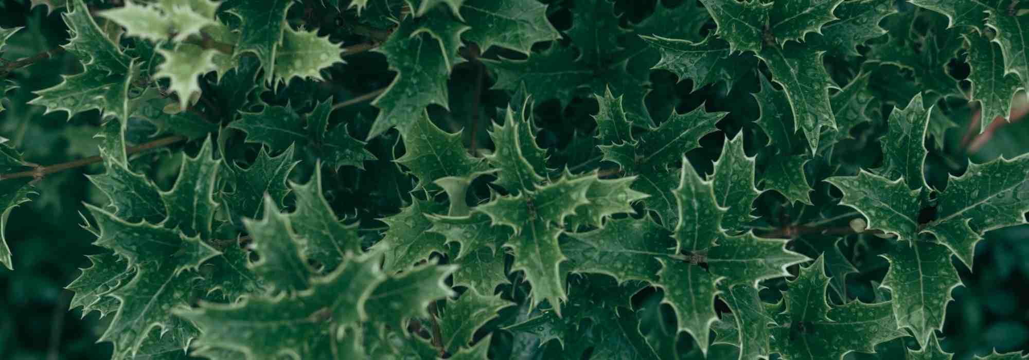 How to create a defensive hedge?