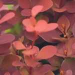 Associate Berberis