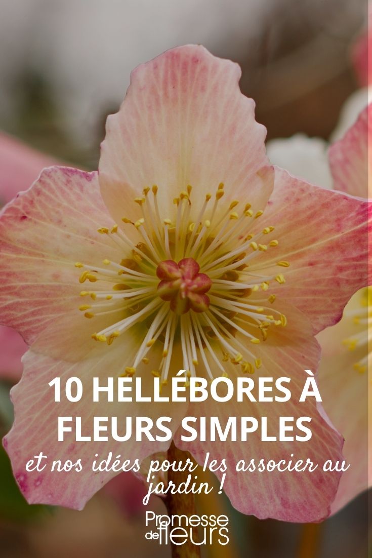 hellebore single flowers