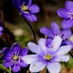 Hepatics: planting and growing