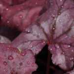 7 purple-leaved heucheras