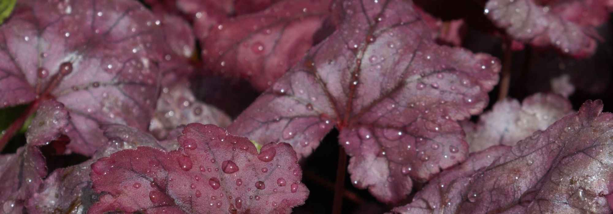 7 purple-leaved heucheras