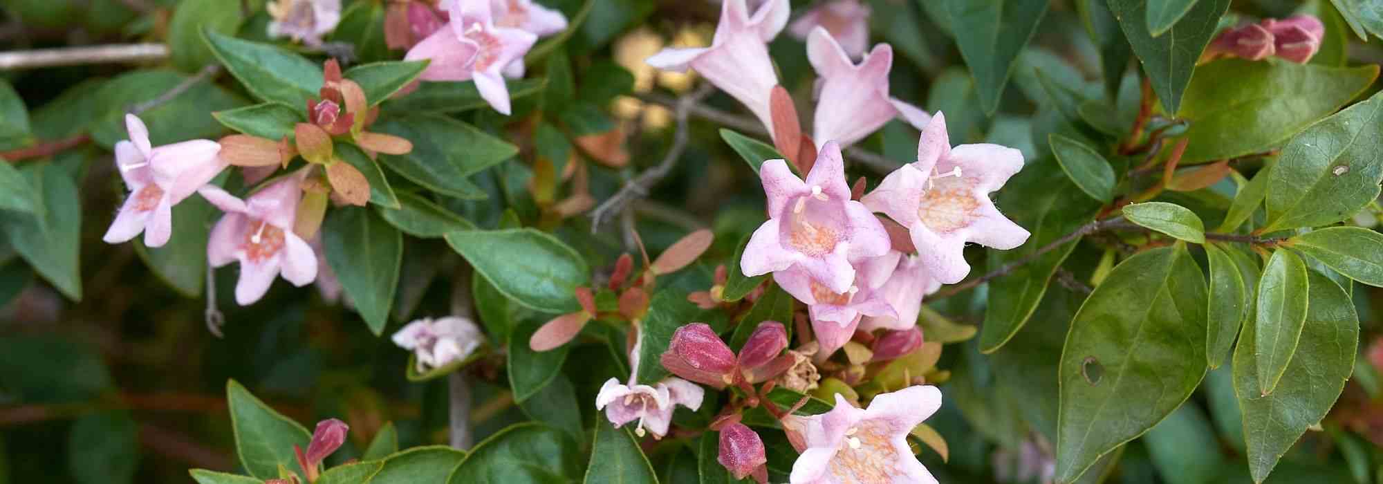 Pair an abelia