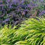 Hakonechloa: nice pairing ideas