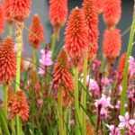 Growing a kniphofia in a pot