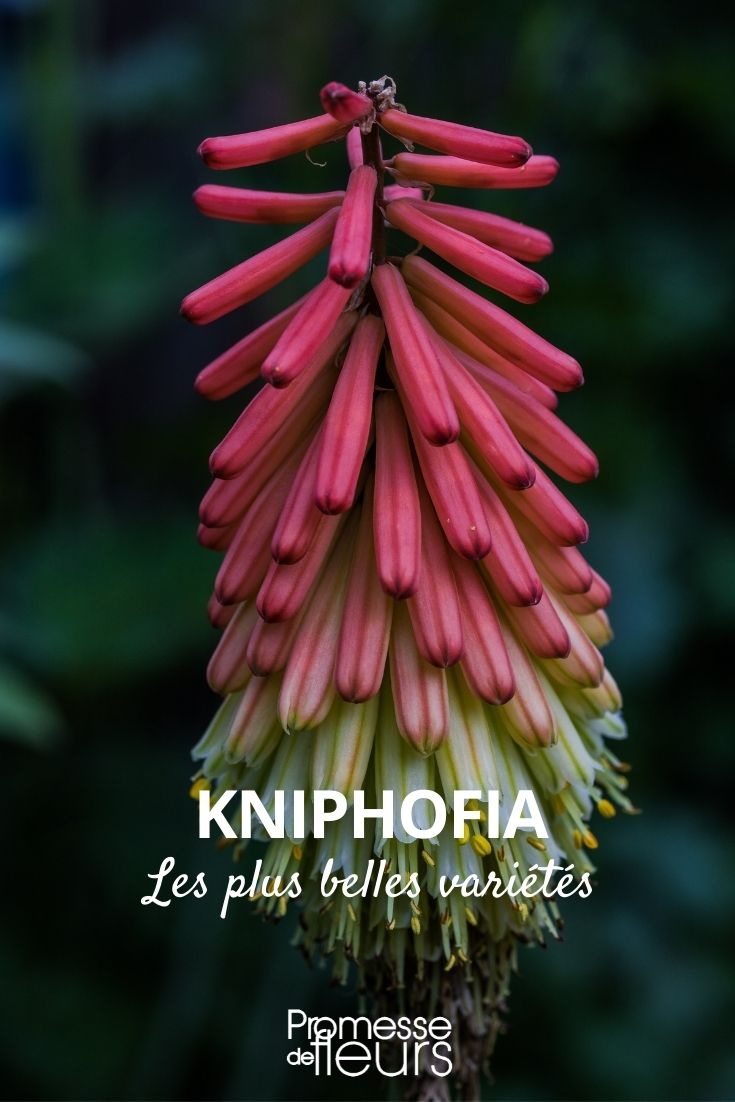 Kniphofia: The Most Beautiful Varieties