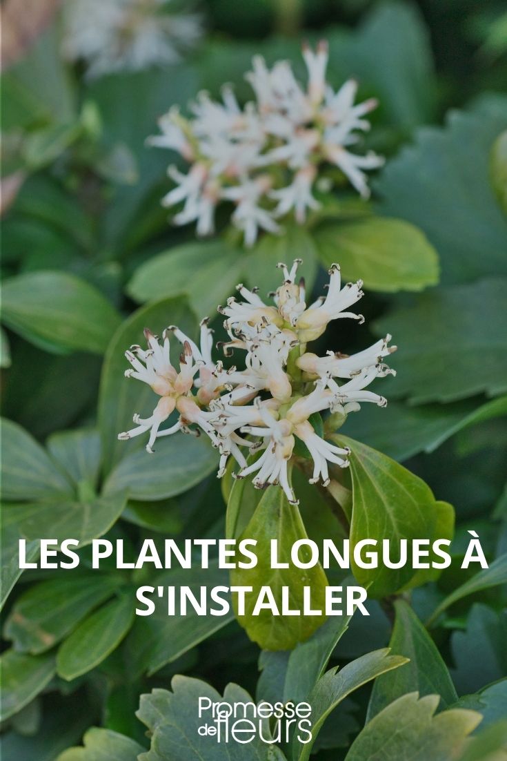 Perennials with a Long Establishment Period