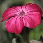 How to pair lychnis?