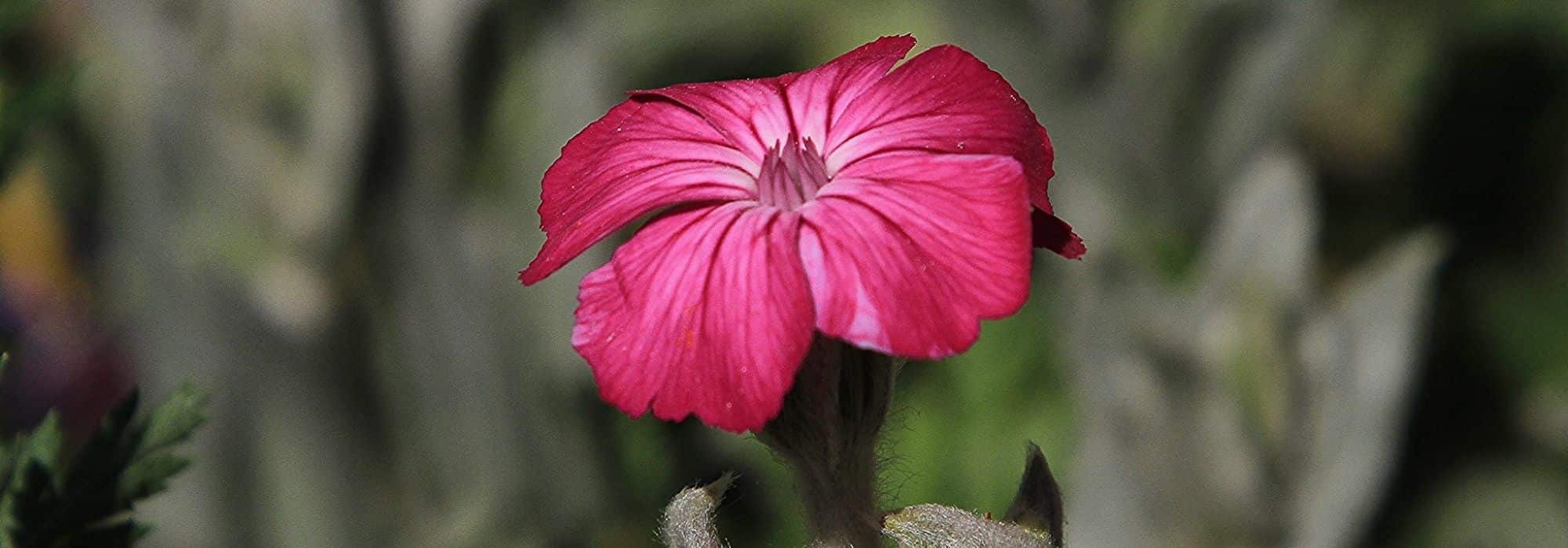 How to pair lychnis?