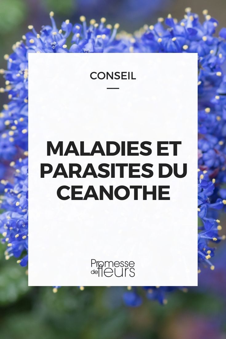 Parasitic Diseases of Ceanothus