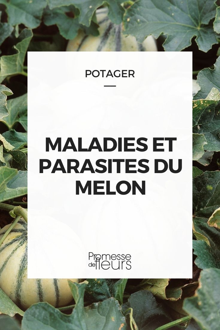 Parasitic Diseases in Melons

Melons, like any other plants, can be susceptible to various parasitic diseases that can affect their growth and fruit quality. Understanding these diseases is crucial for effective management and prevention. Here are some common parasitic afflictions that melon growers might encounter:

1. **Powdery Mildew** - This disease is caused by fungi that form white or grey powdery spots on leaves and stems. It can lead to leaf discolouration and withering.

2. **Downy Mildew** - Another fungal disease, downy mildew presents as yellow spots on the upper surfaces of leaves and a purple or grey mould on the undersides. It can severely affect photosynthesis and plant vigour.

3. **Fusarium Wilt** - Caused by the fungus *Fusarium oxysporum*, this disease leads to the wilting and often the death of the plant. It is soil-borne and can persist in the soil for years.

4. **Gummy Stem Blight** - This disease, caused by the fungus *Didymella bryoniae*, results in dark lesions on stems and leaves, and gummy exudates from the infected parts.

Preventive measures include crop rotation, proper spacing to ensure good air circulation, and using fungicide treatments if necessary. Always choose resistant varieties when available to enhance the resilience of your melon crops against parasitic diseases.