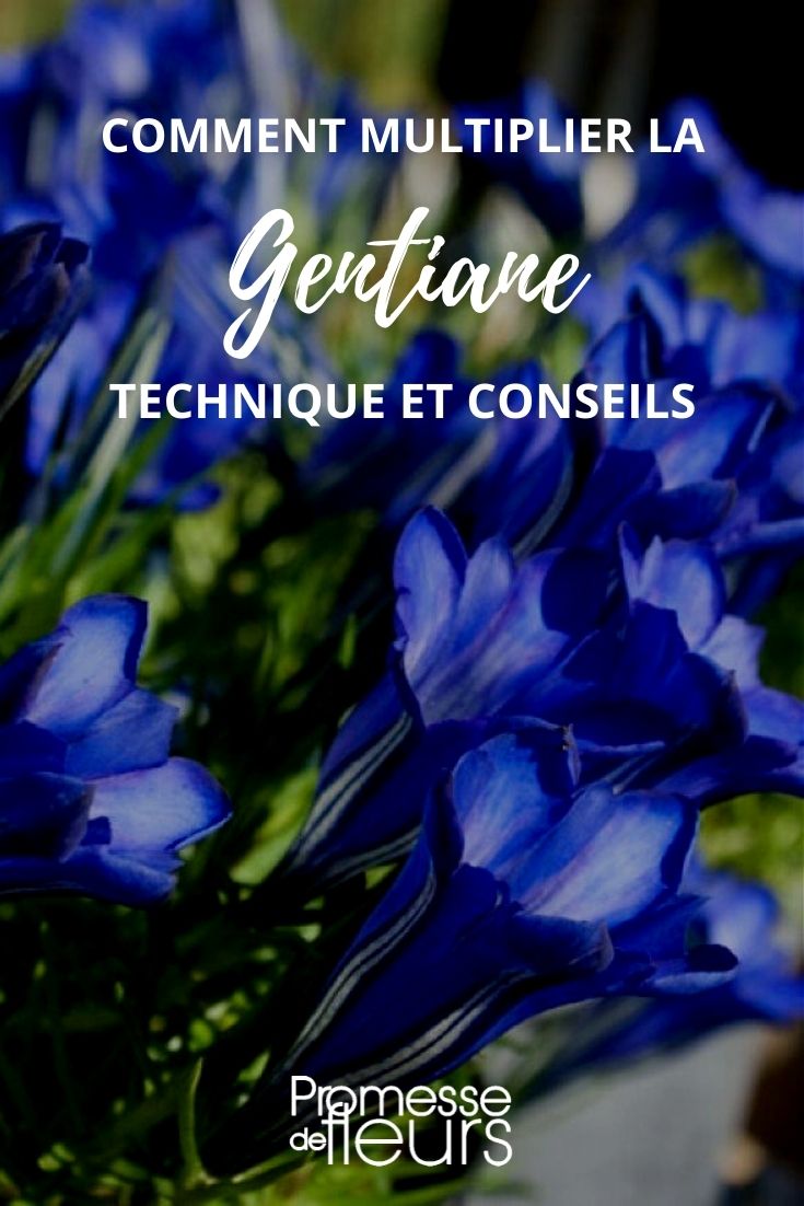 How to Propagate Gentians: A Tutorial

Gentians, with their striking blue flowers, are a favourite among garden enthusiasts. Propagating these beautiful plants can be a rewarding endeavour. Here’s a step-by-step guide to help you increase your collection of gentians through division, a common method for many perennial plants.

### Step 1: Choose the Right Time
The best time to divide gentians is in the spring, just as the plants are coming out of dormancy and before they have started to flower. This timing helps ensure that the plants have enough time to recover and establish themselves before the colder months.

### Step 2: Prepare Your Tools
You’ll need a few basic gardening tools:
- A sharp spade or a garden fork
- A pair of gardening gloves
- A watering can or garden hose

Make sure your tools are clean to prevent the spread of any diseases.

### Step 3: Dig Up the Plant
Carefully dig around the gentian you wish to divide, ensuring you go wide enough to avoid damaging the root system. Gently lift the plant out of the ground, shaking off any excess soil.

### Step 4: Divide the Rootball
Using your hands or a knife, gently tease apart the rootball into smaller sections. Each section should have several shoots and a healthy portion of roots. If the roots are particularly tangled, you may use a knife to cut through them.

### Step 5: Replant the Divisions
Plant each division in a well-prepared hole, ideally enriched with some compost or organic matter. The holes should be spaced according to the mature size of the gentians to allow for growth. Plant the divisions at the same depth they were growing originally.

### Step 6: Water Thoroughly
After planting, give each new plant a good watering to help settle the soil around the roots and eliminate any air pockets.

### Step 7: Ongoing Care
Keep the soil moist but not waterlogged, and protect the new plants from extreme weather conditions. With the right care, your new gentians should start to establish and bloom within a year or two.

By following these steps, you can successfully propagate gentians and enjoy their vibrant blooms in various parts of your garden. Happy gardening!