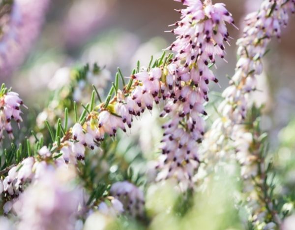 How to propagate heather?