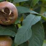 Common medlar: planting, care, and harvest