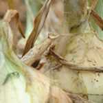 Onion diseases and pests