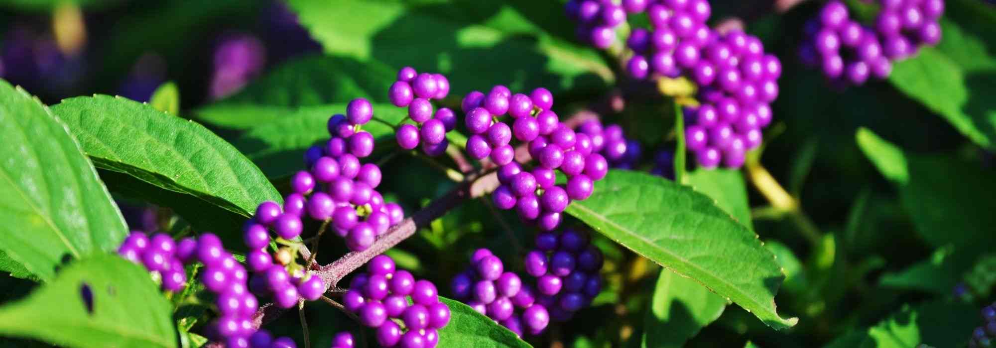 Toxic Berry Plants