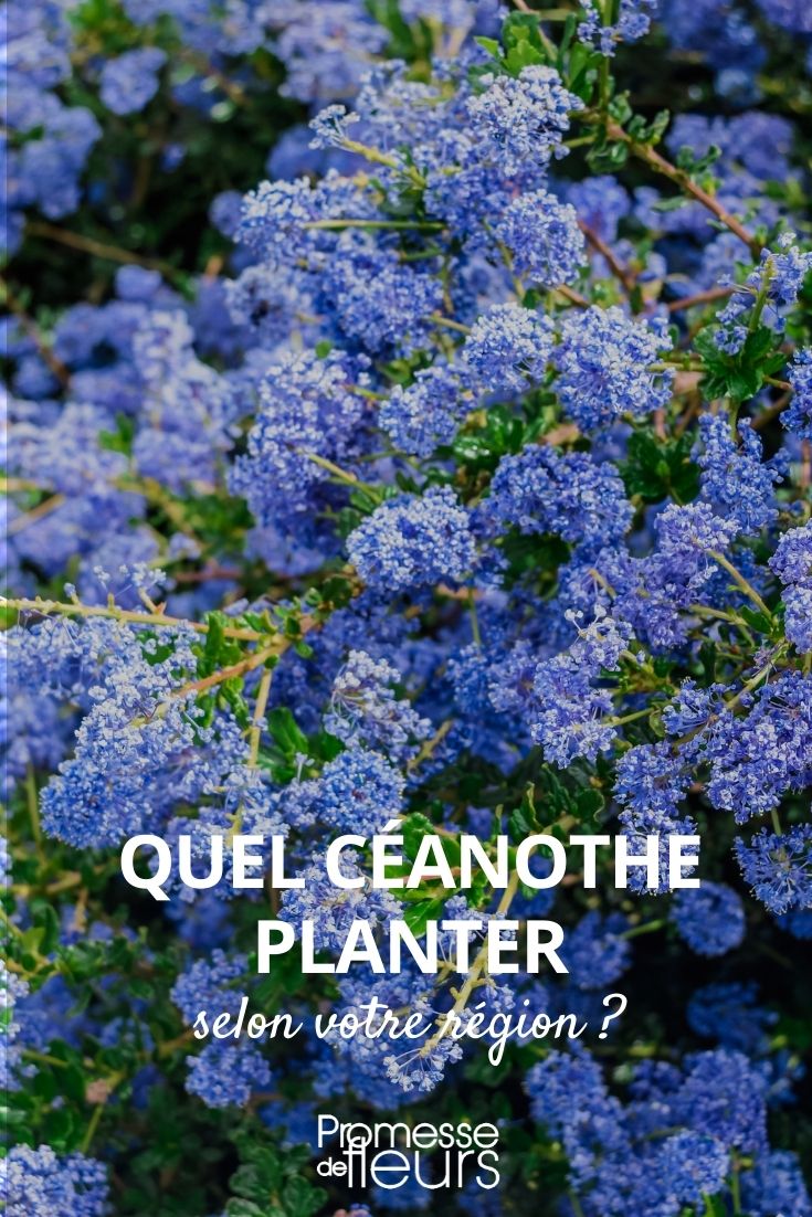 Which Ceanothus to Plant