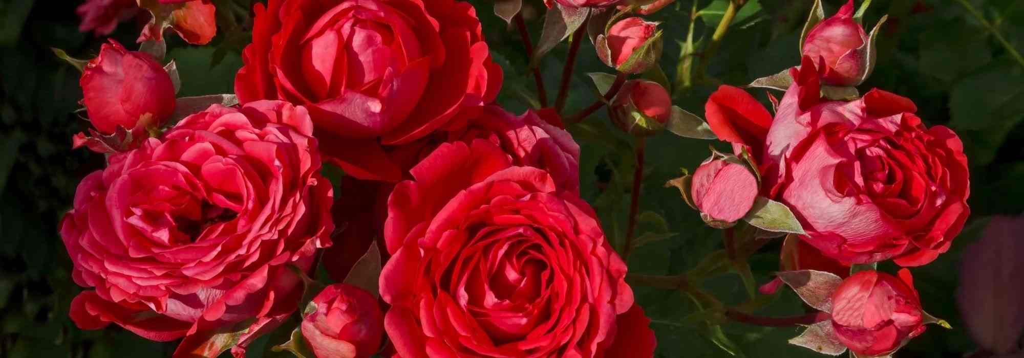 6 bush roses with large red flowers